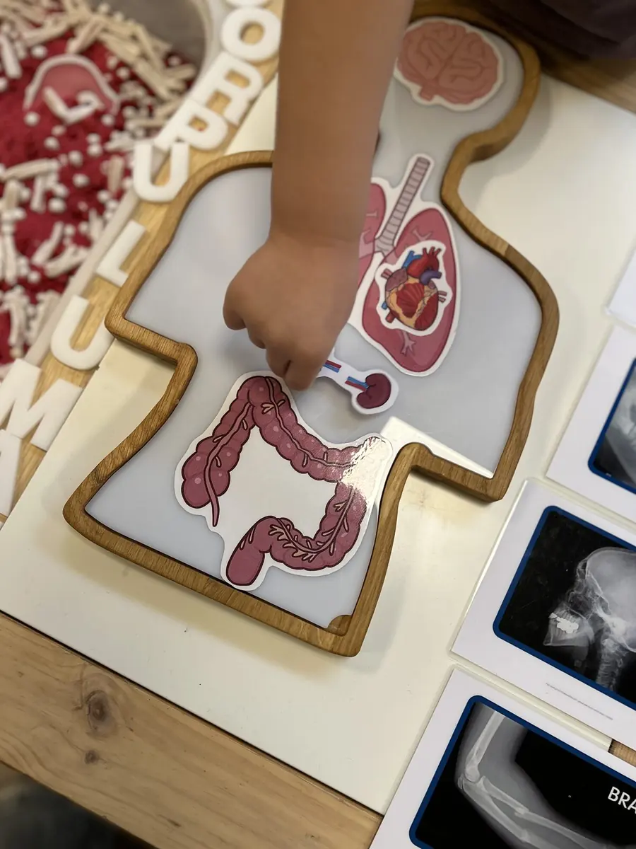 Activitate despre corpul uman: copilul potrivește organele pe un puzzle din lemn
